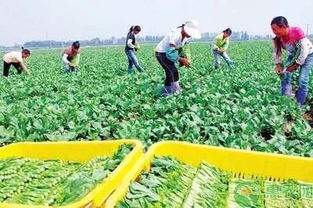 國辦發(fā)文助力貧困農(nóng)戶 消費扶貧促增收，鄉(xiāng)村振興正當時